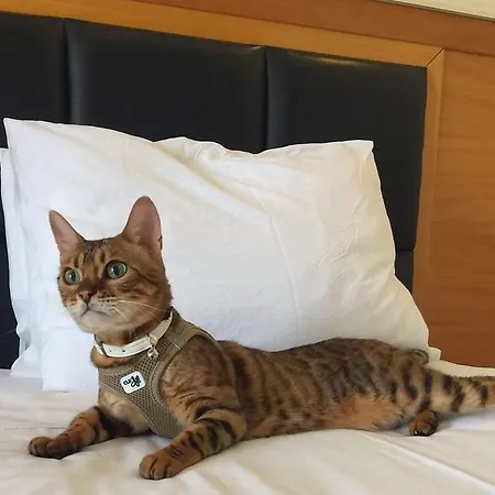 Hotel Western 4*